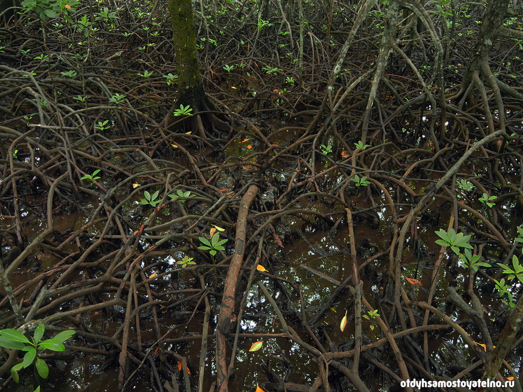 непроходимый мангровый лес на палаване