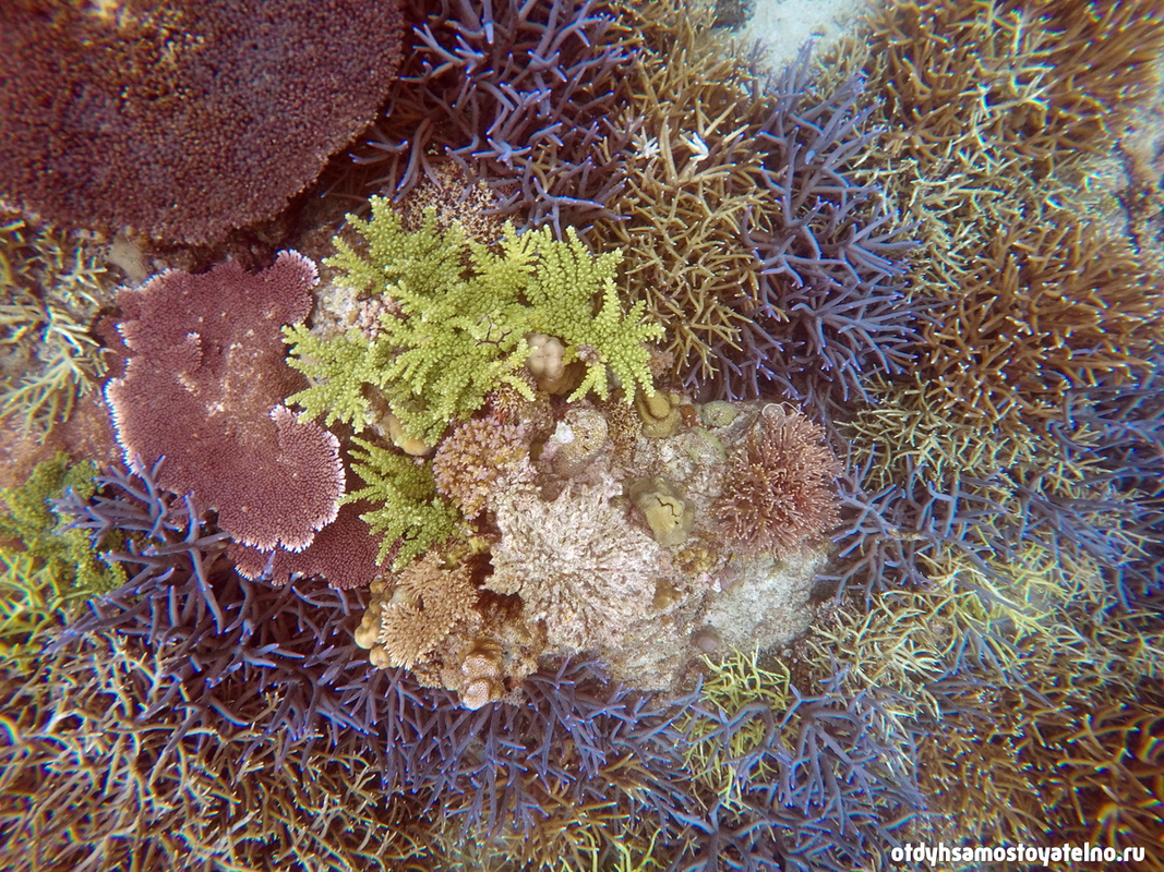разнообразие коралл - эль нидо