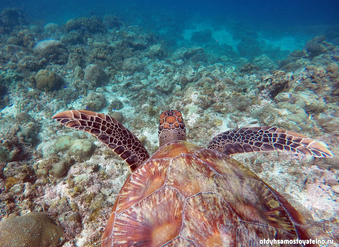 черепаха под водой на филиппинах - moalboal, cebu