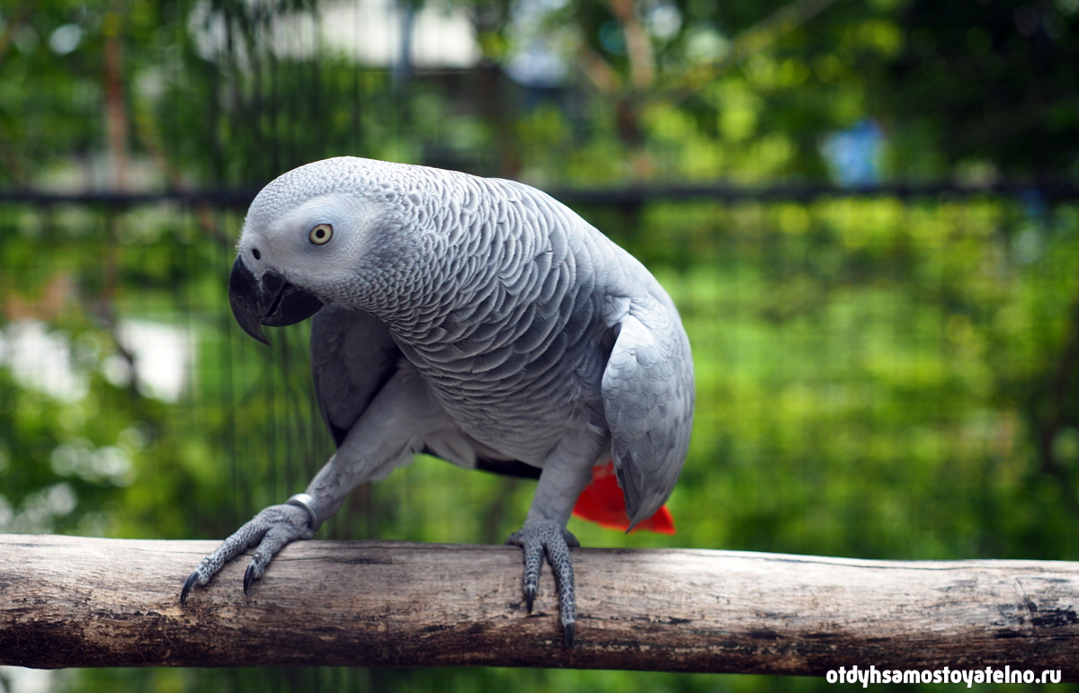 попугай - parrot resort моалбоал себу филиппины