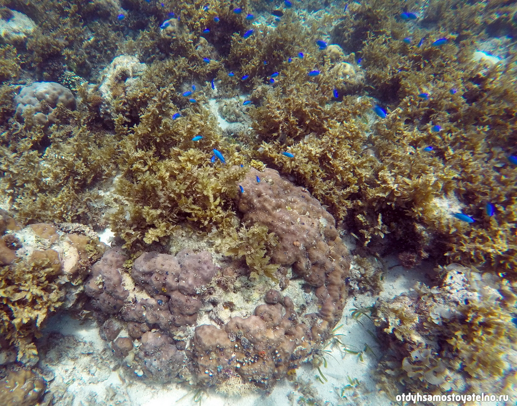 кораллы - филиппины