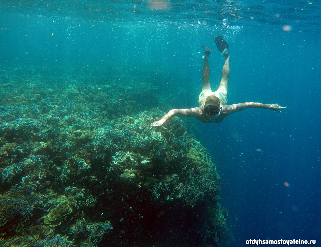 снорклинг - коралловый риф, себу